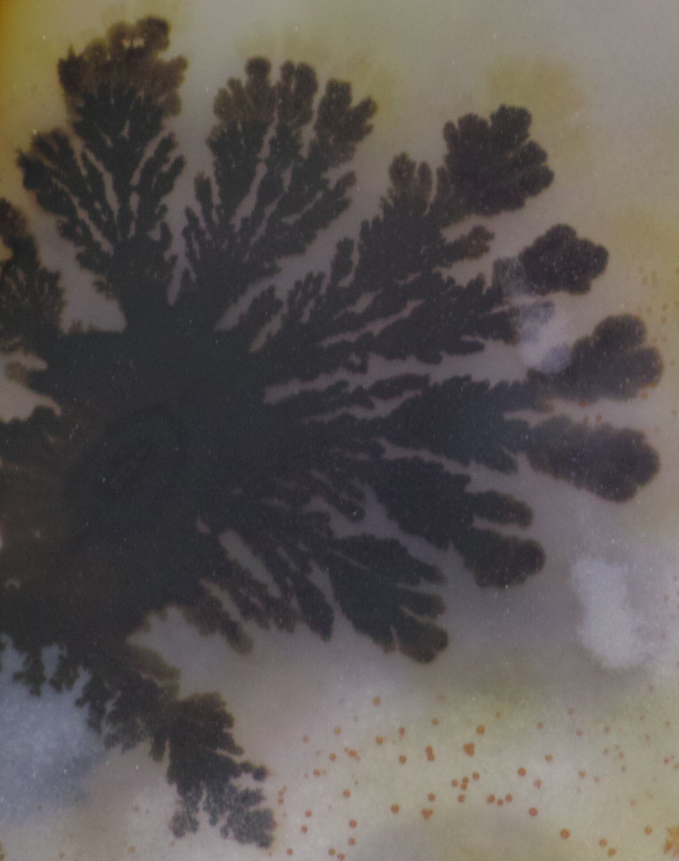 Dendritic Agate